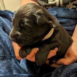 Grey collar - Black seal male German Shepherd puppy in Garrett, Indiana from Devil-Dog Shepherds