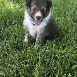 Teal - White and sable female Shetland Sheepdog puppy in Fontanelle, Iowa from Jensen Farms Shelties