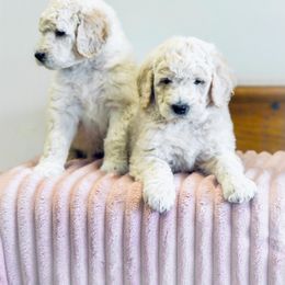 Poodle Puppies from Tamarack Poodles