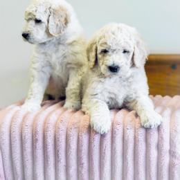 Poodle Puppies from Tamarack Poodles