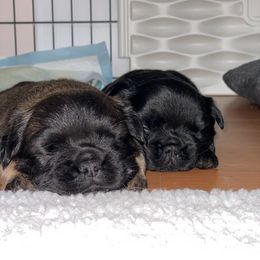 French Bulldog Puppies from Just Us Frenchies