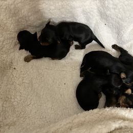 Maltese and Yorkshire Terrier Puppies from Lynn’s Precious Pups