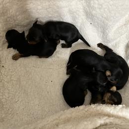 Maltese and Yorkshire Terrier Puppies from Lynn’s Precious Pups