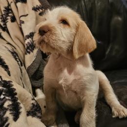 Spinone Italiano Puppies from Asperida Spinoni and Dachshunds