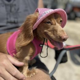 Kelly - Dachshund