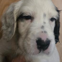 Robby 7 - Blue belton and tan (tri-color) male English Setter puppy in Morrice, Michigan from Wild Bird Setters