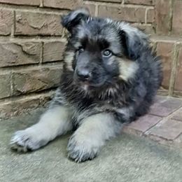 Shiloh Shepherd Puppies from Orchard Hills Shilohs
