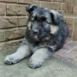Shiloh Shepherd Puppies from Orchard Hills Shilohs