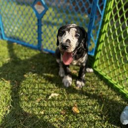Great Dane Puppies from Denver Danes
