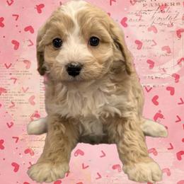 Juliette - Cream female Cavapoo puppy in Coshocton, Ohio from Forever Family Puppies