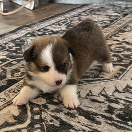 Bryant - Sable male Pembroke Welsh Corgi puppy in Cashion, Oklahoma from Shabby Chic Corgis