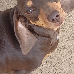 Gidget - Dachshund