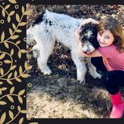 Bernedoodles, Bordoodles, and Poodles from Swan Field Farms