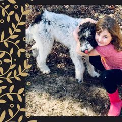 Bernedoodles, Bordoodles, and Poodles from Swan Field Farms