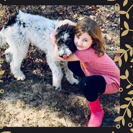 Bernedoodles, Bordoodles, and Poodles from Swan Field Farms