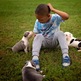 American Staffordshire Terrier Puppies from Ynez Amstaffs