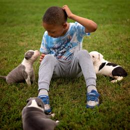 American Staffordshire Terrier Puppies from Ynez Amstaffs