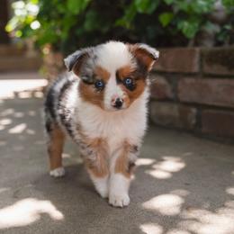 Stitch - Blue merle male Miniature American Shepherd puppy in Fresno, California from Alpine Tails