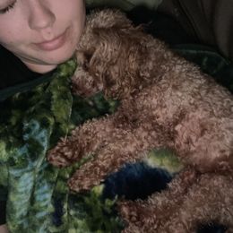 Golden Retriever and Poodle All Grown Up from Meagan Nielson’s Precious Pups