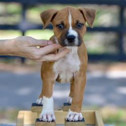 The Confident All-Rounder - Red male American Staffordshire Terrier puppy in St. Augustine, Florida from LBK & Ancient City
