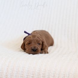 Purple Collar Girl - Red female Australian Labradoodle puppy in Thousand Oaks, California from Lovely Doodle Lane