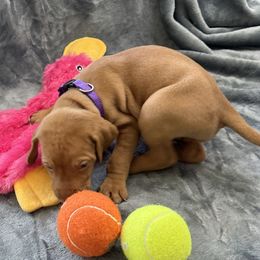 Purple Boy - Red golden male Vizsla puppy in Foley, Alabama from Paula's South Bama Vizslas