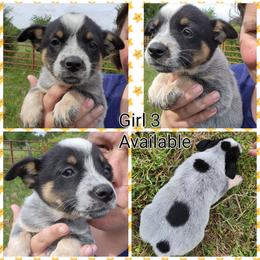 Girl 3 - Blue female Australian Cattle Dog puppy in Bradford, Arkansas from Cedar Rock Heelers and Kelpies
