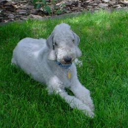 Bedlington Terrier All Grown Up from Elante Bedlingtons
