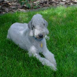 Bedlington Terrier All Grown Up from Elante Bedlingtons