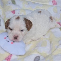 Yellow 'Sunny' - Blenheim female Cavapoo puppy in Newport, North Carolina from Crystal Coast Cavapoodles