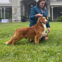 Ezra - Nova Scotia Duck Tolling Retriever