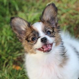 Liberty - White and sable female Papillon puppy in Cumming, Georgia from Seven Pillars Papillons