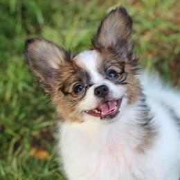 Liberty - White and sable female Papillon puppy in Cumming, Georgia from Seven Pillars Papillons