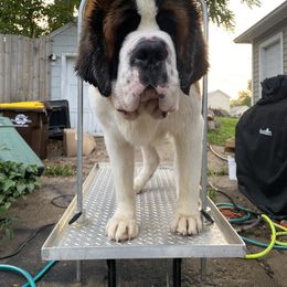 Saint Bernard Puppies from Ostara Kennel