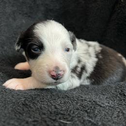 Olaf Boy-2 - Blue merle male Australian Shepherd puppy in Mena, Arkansas from Fat-Bottom Farms