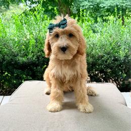 Nellie - Apricot female Goldendoodle puppy in Goldsboro, North Carolina from The Grantham House