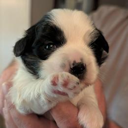 Louis - Parti male Lhasa Apso puppy in Fort Worth, Texas from Cynthia's Lhasa Apsos