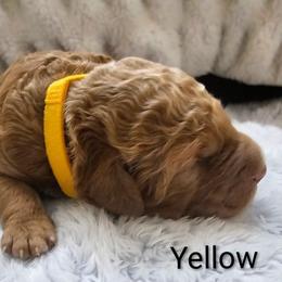 Yellow collar - Red  male Goldendoodle puppy in Fayetteville, North Carolina from Frannie's Goldendoodle Puppies
