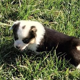 Ollie - Black and tan male Pembroke Welsh Corgi puppy in Hillsville, Virginia from Bonderosa Kennels