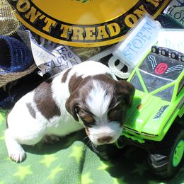Boy 3 - Liver white and tan male English Springer Spaniel puppy in Bremerton, Washington from Huntin' Buddies