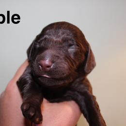 Purple Boy - Liver male Boykin Spaniel puppy in Northport, Alabama from Blue Creek Boykins