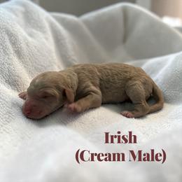 Irish - Cream male Poodle puppy in Ellenburg Center, New York from Kristin's Puppies