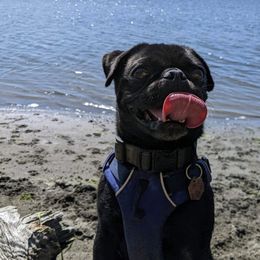 Onyx - Pug