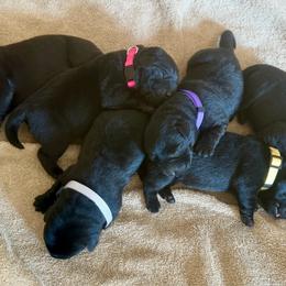 Gray Collar - Flint - Black male Labrador Retriever puppy in Lowell, Arkansas from Riverbourne Labradors