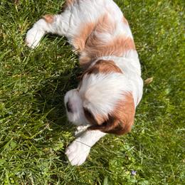 Nora - Blenheim female Cavalier King Charles Spaniel puppy in Lambertville, Michigan from Dream Dog LLC