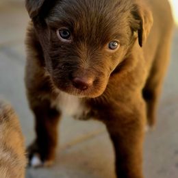 Maxwell - Red & white Australian Shepherd puppy in Santa Fe, New Mexico from Heartstead Haven Australian Shepherds
