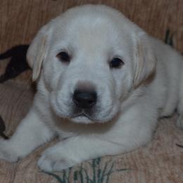 AKC OFA CAER DNA Kane - Yellow male Labrador Retriever puppy in Spring Creek, Nevada from Badland Kennel