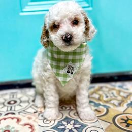 Boy 2 - male Goldendoodle puppy in Madisonville, Texas from South Paw Doodle Co