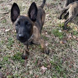 xDutch Shepherd Puppies from Crystal Coast Canines