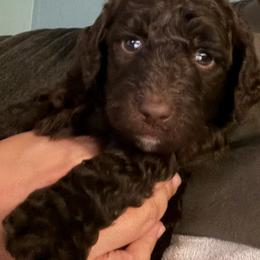 Puppy 4 - Brown female Poodle puppy in Rialto, California from Boston & Sky